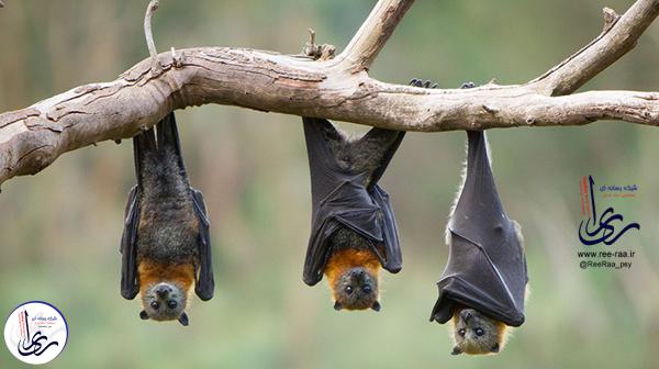 چرا خفاش ها برعکس میخوابند