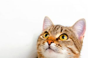 گربه‌ها و سگ‌ها کوررنگ هستند