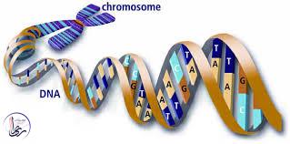 ناهنجاری های کروموزومی