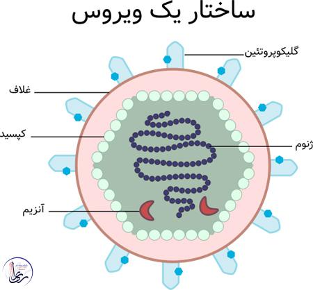 ساختار ویروس