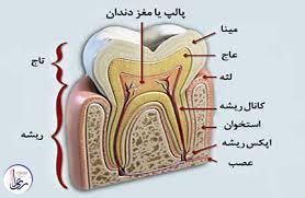 آناتومی دندان